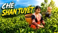 Chè Shan tuyết - từ cây đặc sản đến trụ cột kinh tế vùng cao