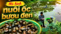 Hiệu quả từ mô hình nuôi ốc bươu đen ở Phong Niên