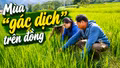 Mùa "gác dịch" trên đồng