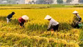 Nông nghiệp Lào Cai duy trì đà tăng trưởng, khẳng định vai trò trụ đỡ nền kinh tế