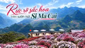 Rực rỡ sắc hoa trên sườn núi Si Ma Cai