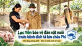 Lục Yên bảo vệ đàn vật nuôi trước bệnh dịch tả lợn châu Phi