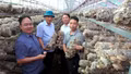 Phó Bí thư Thường trực Tỉnh ủy Hoàng Giang thăm các mô hình phát triển kinh tế tại xã Púng Luông