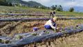 Sản xuất vụ đông ở Lào Cai: Gắn thời vụ với thị trường