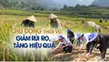 Chủ động thời vụ, giảm rủi ro, tăng hiệu quả