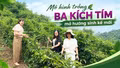 Mô hình trồng ba kích tím mở hướng sinh kế mới