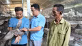 Nuôi chim bồ câu quy mô lớn