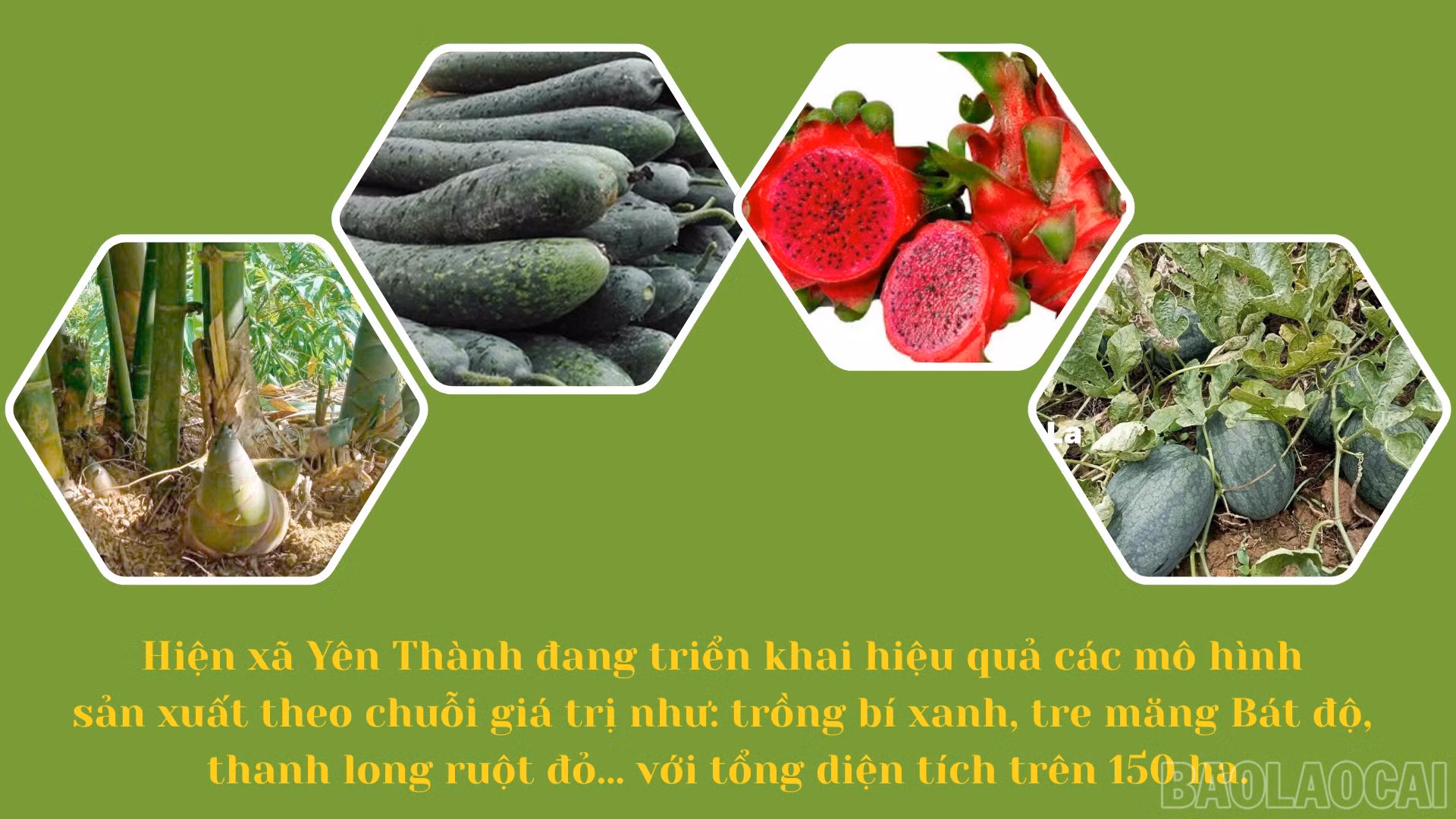 baolaocai-br_thiet-ke-chua-co-ten-6.png