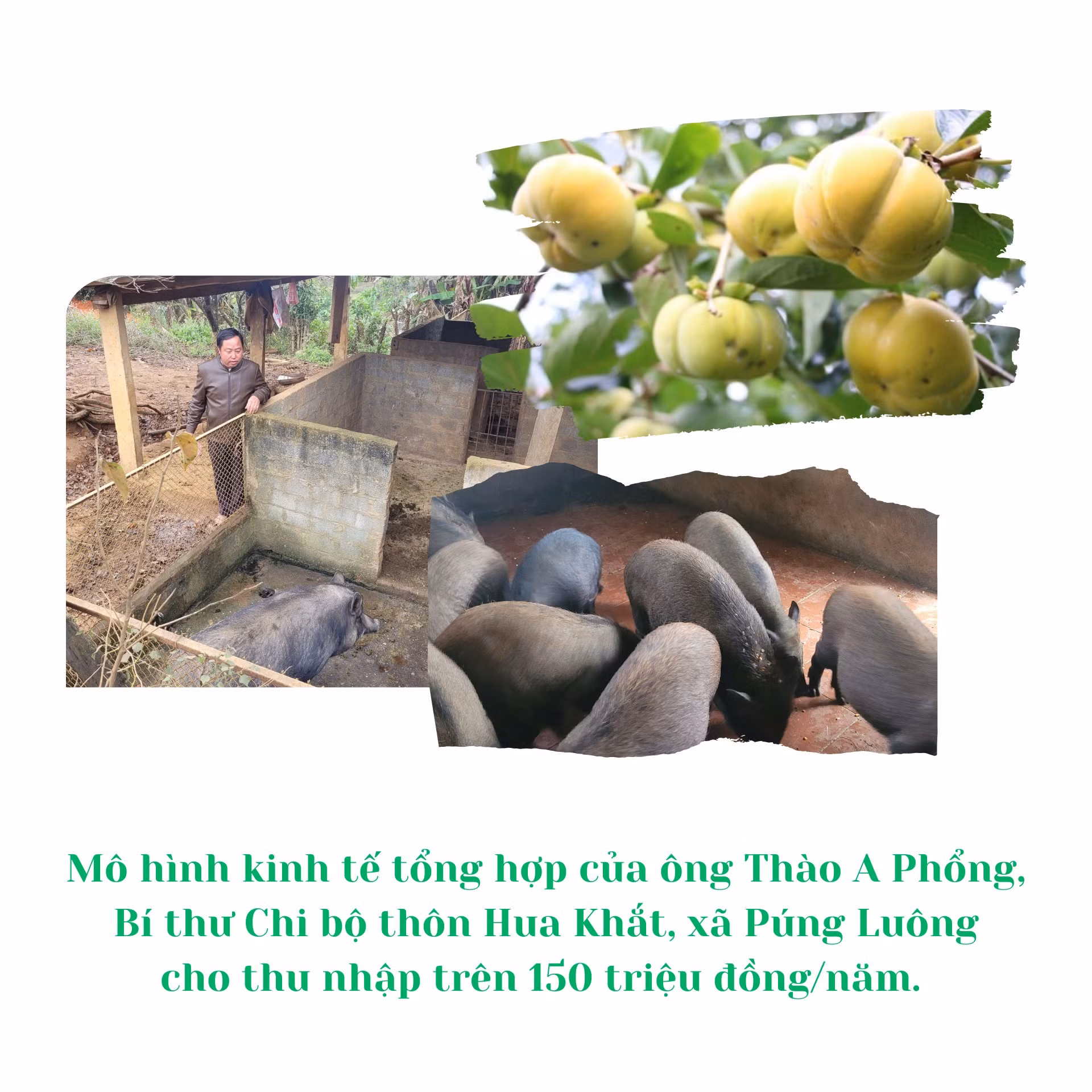 baolaocai-tr_nhung-dang-vien-1.png