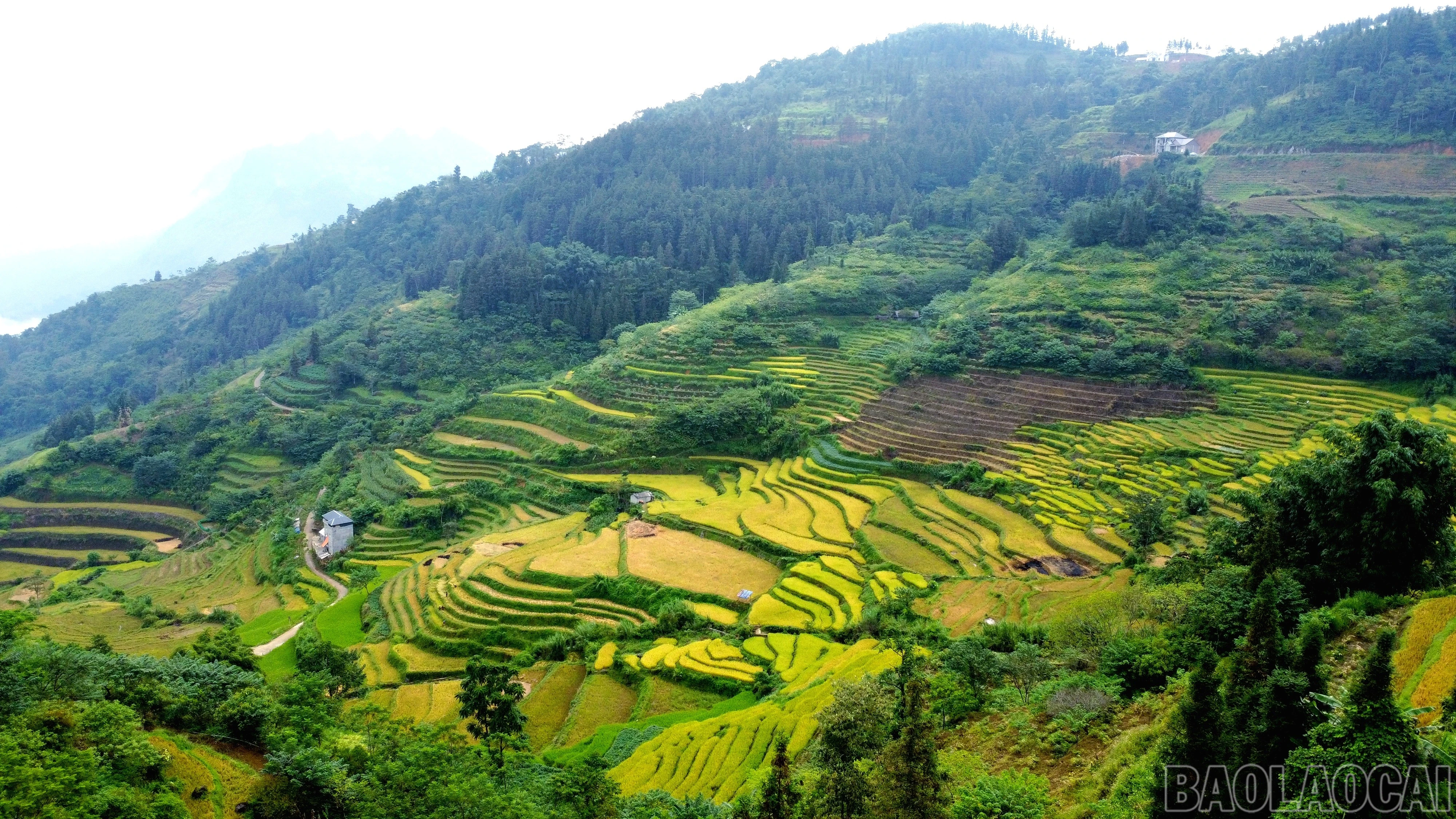 baolaocai-br_img-20260913-164604.jpg