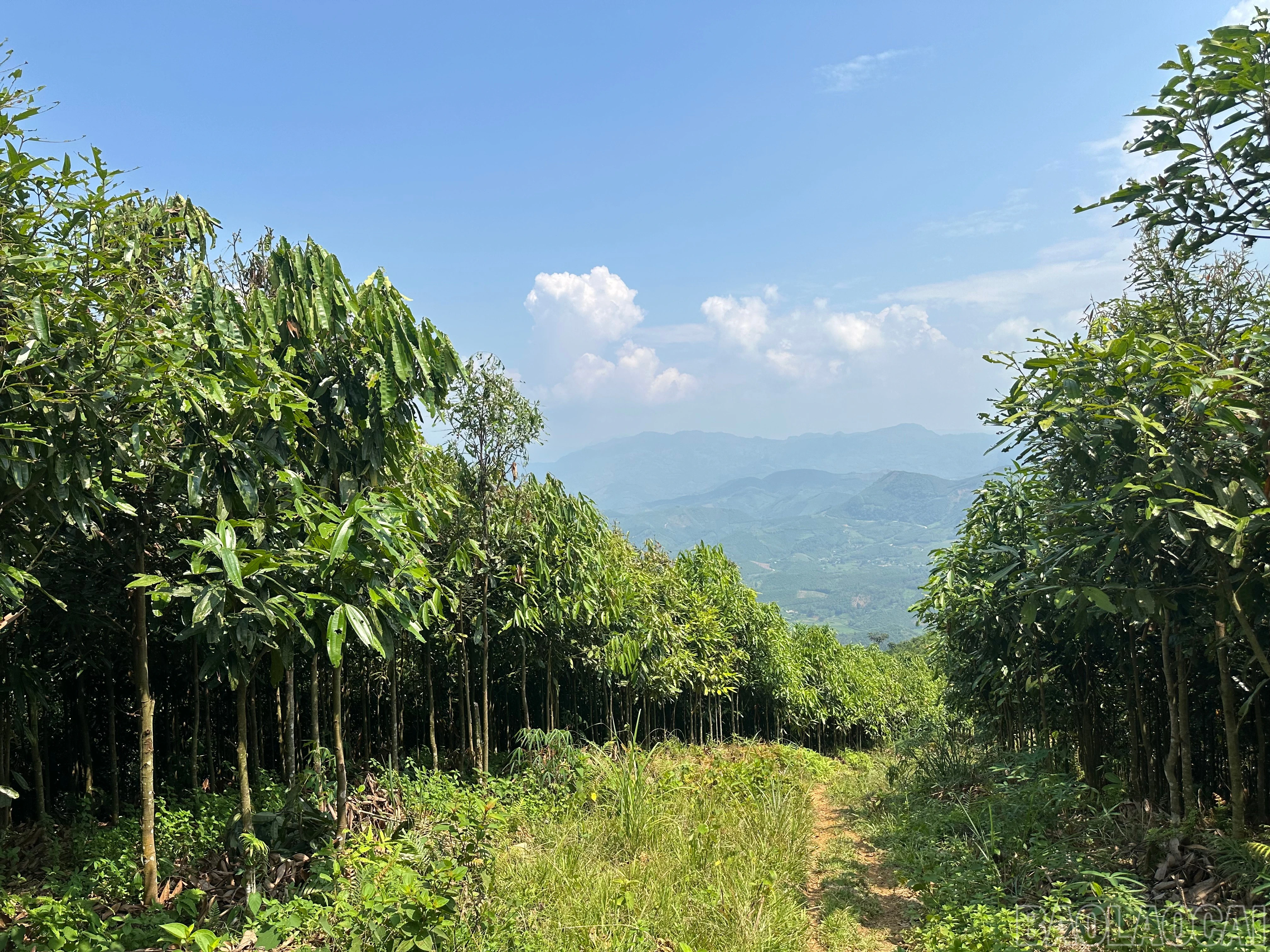 baolaocai-br_img-2713.jpg