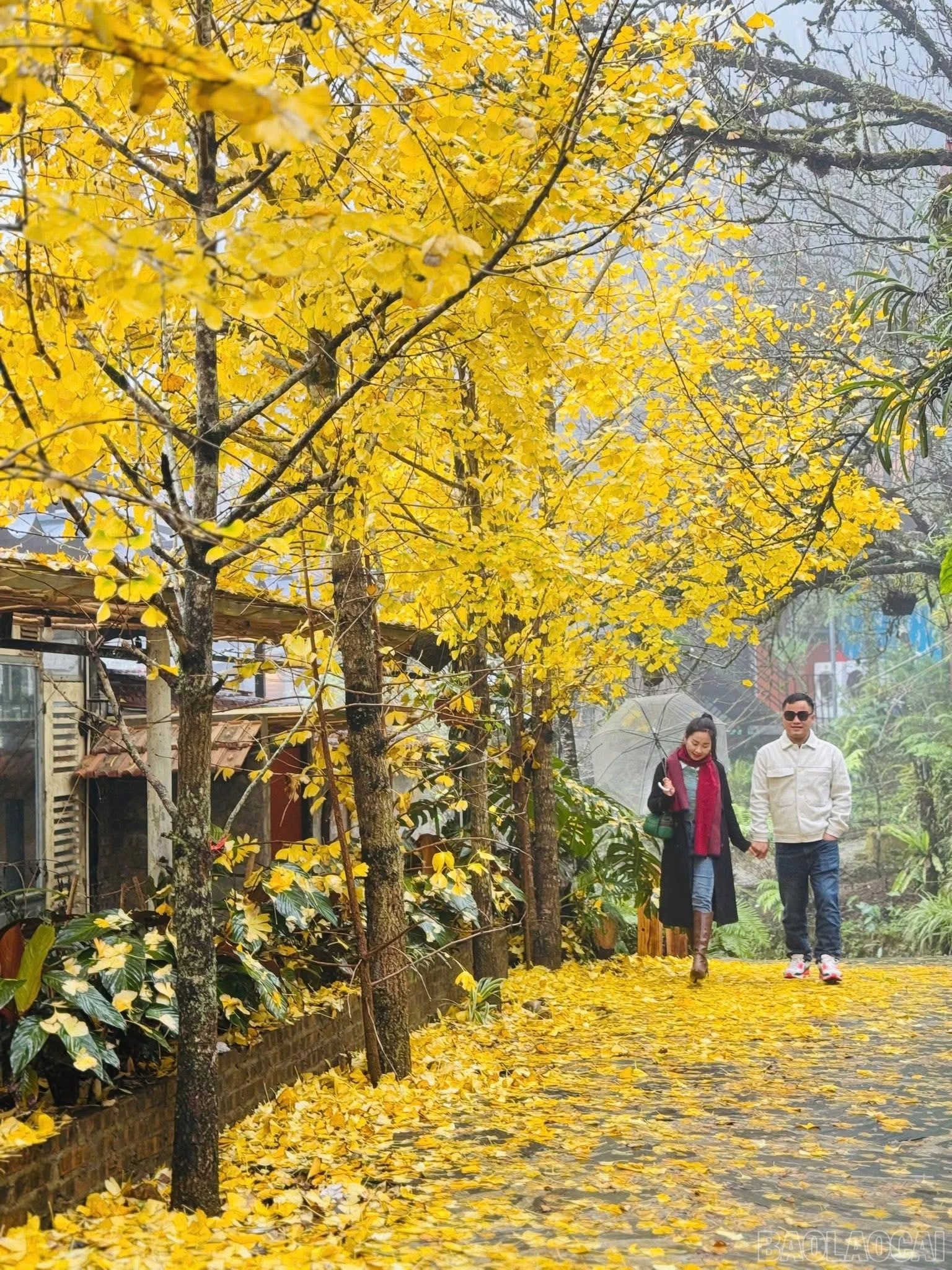 baolaocai-br_img-2895.jpg