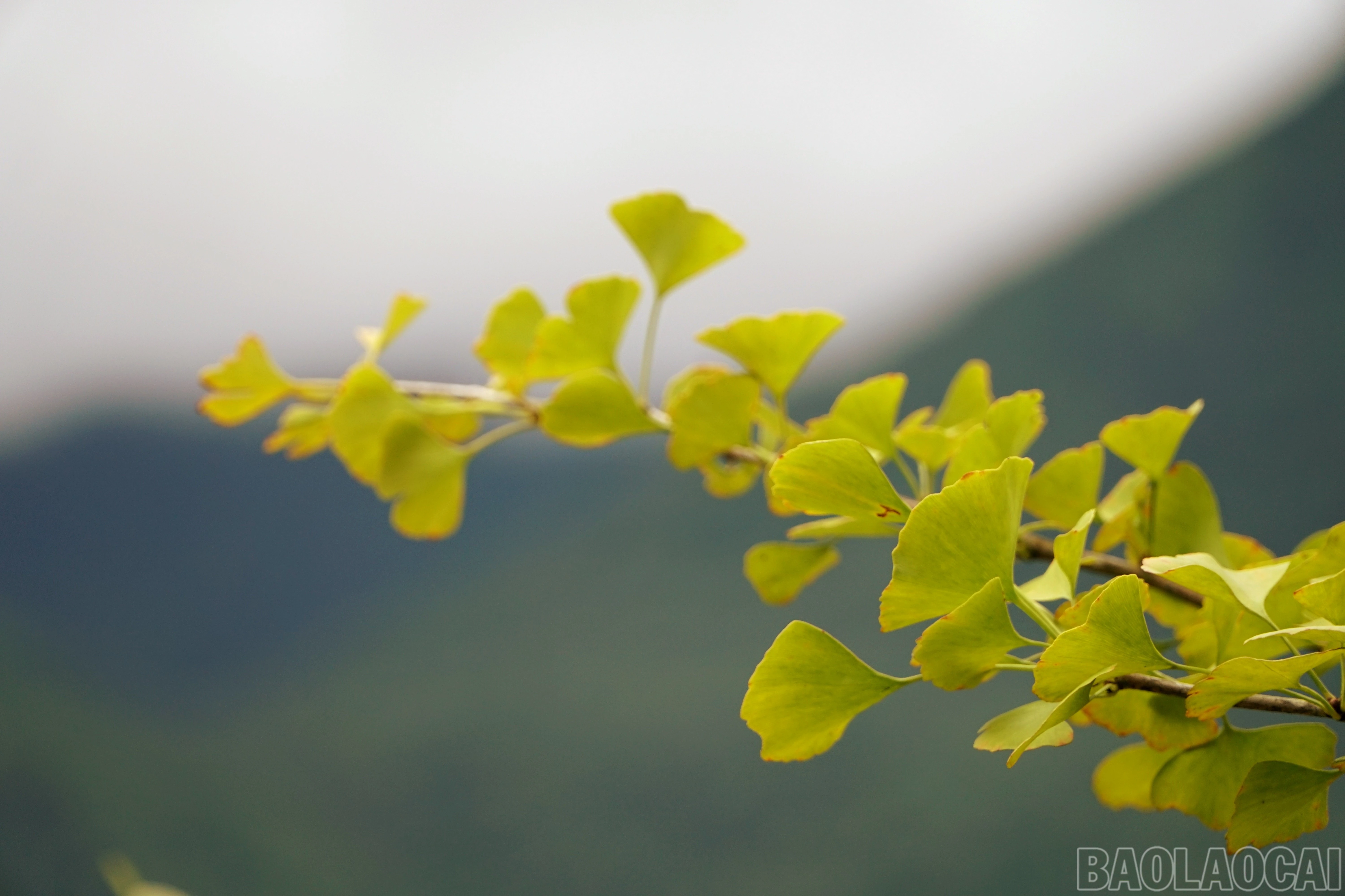 baolaocai-br_img-20260930-150945.jpg