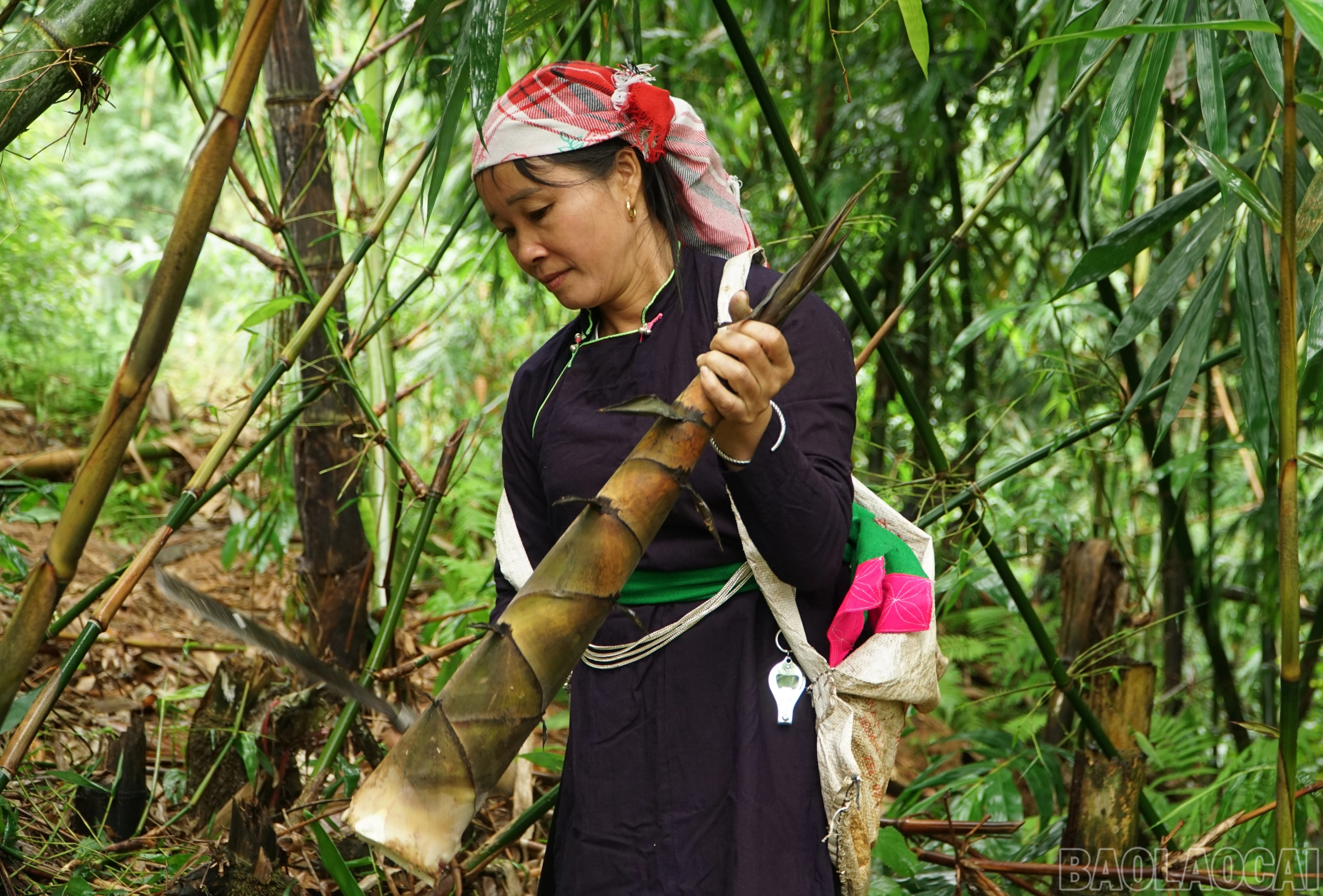 baolaocai-br_img-20260920-153129.jpg