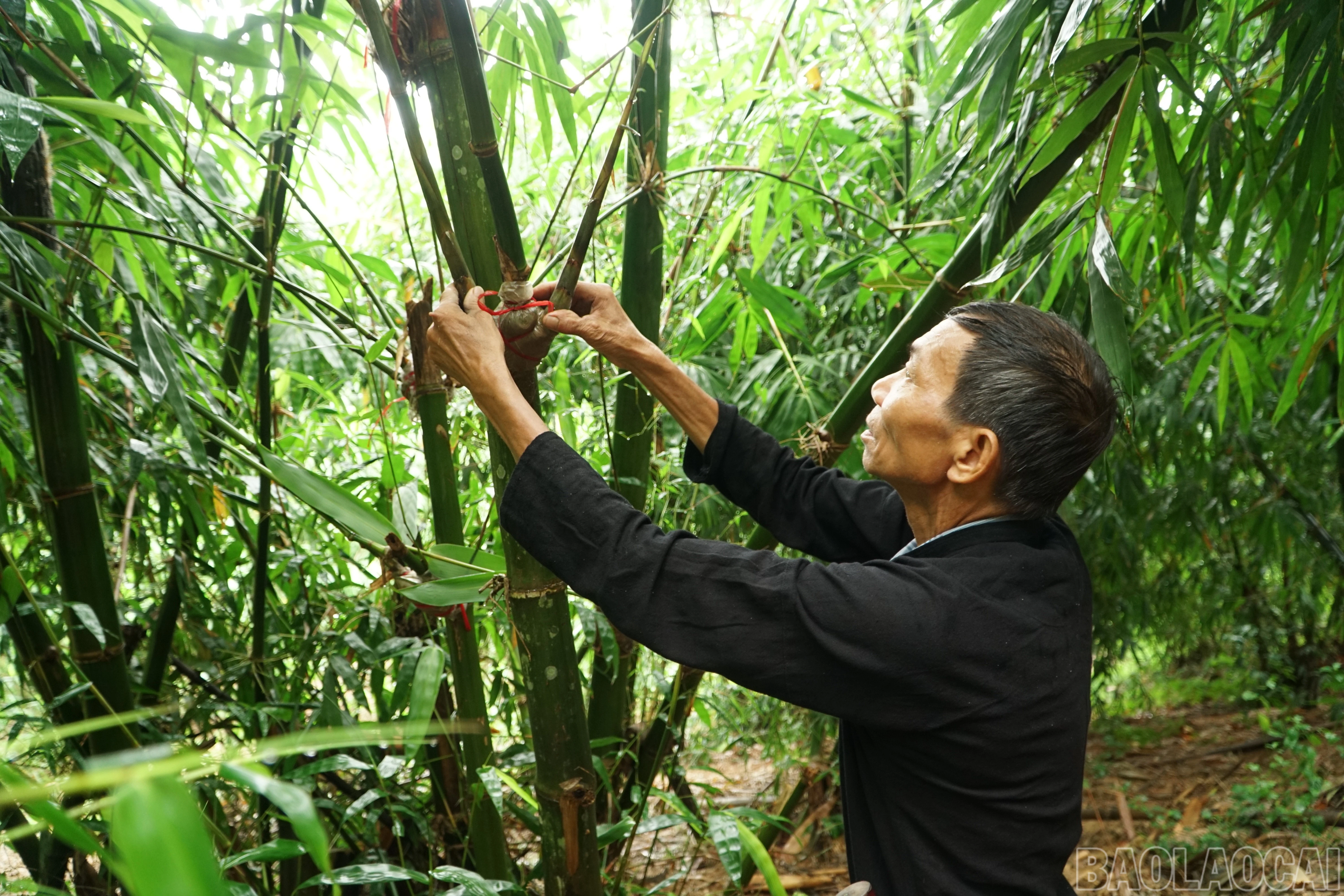 baolaocai-br_save-20260920-152235.jpg