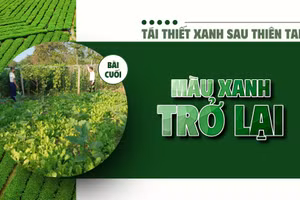 Bài cuối: Màu xanh trở lại