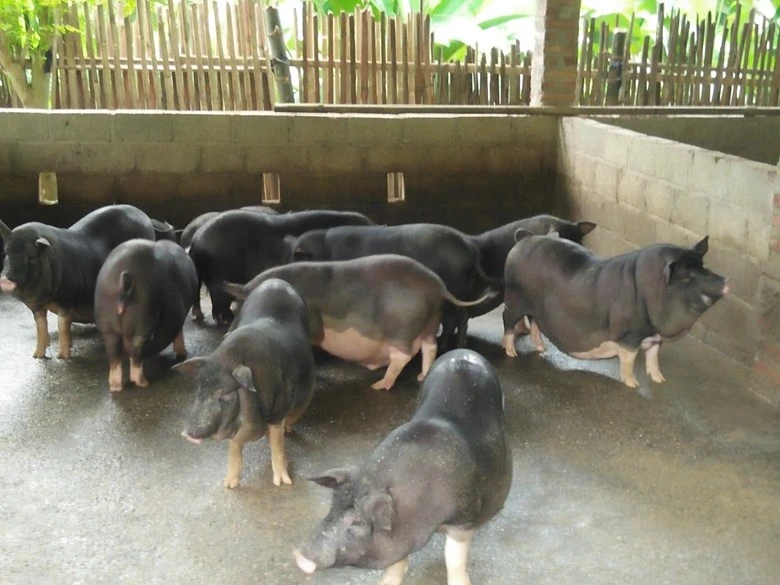 Ngành chăn nuôi gặp nhiều khó khăn trong việc tiêu thụ sản phẩm trong thời gian giãn cách xã hội (Ảnh minh họa. Nguồn ảnh: BT)