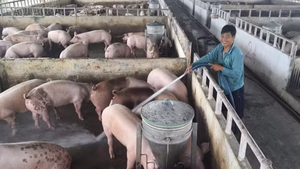Lào Cai tăng cường các biện pháp phòng, chống dịch tả lợn châu Phi