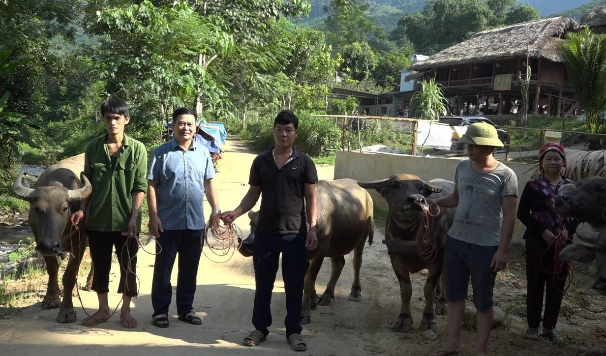 Uỷ ban MTTQ Việt Nam huyện Bảo Yên trao trâu giống cho các hộ dân.jpg