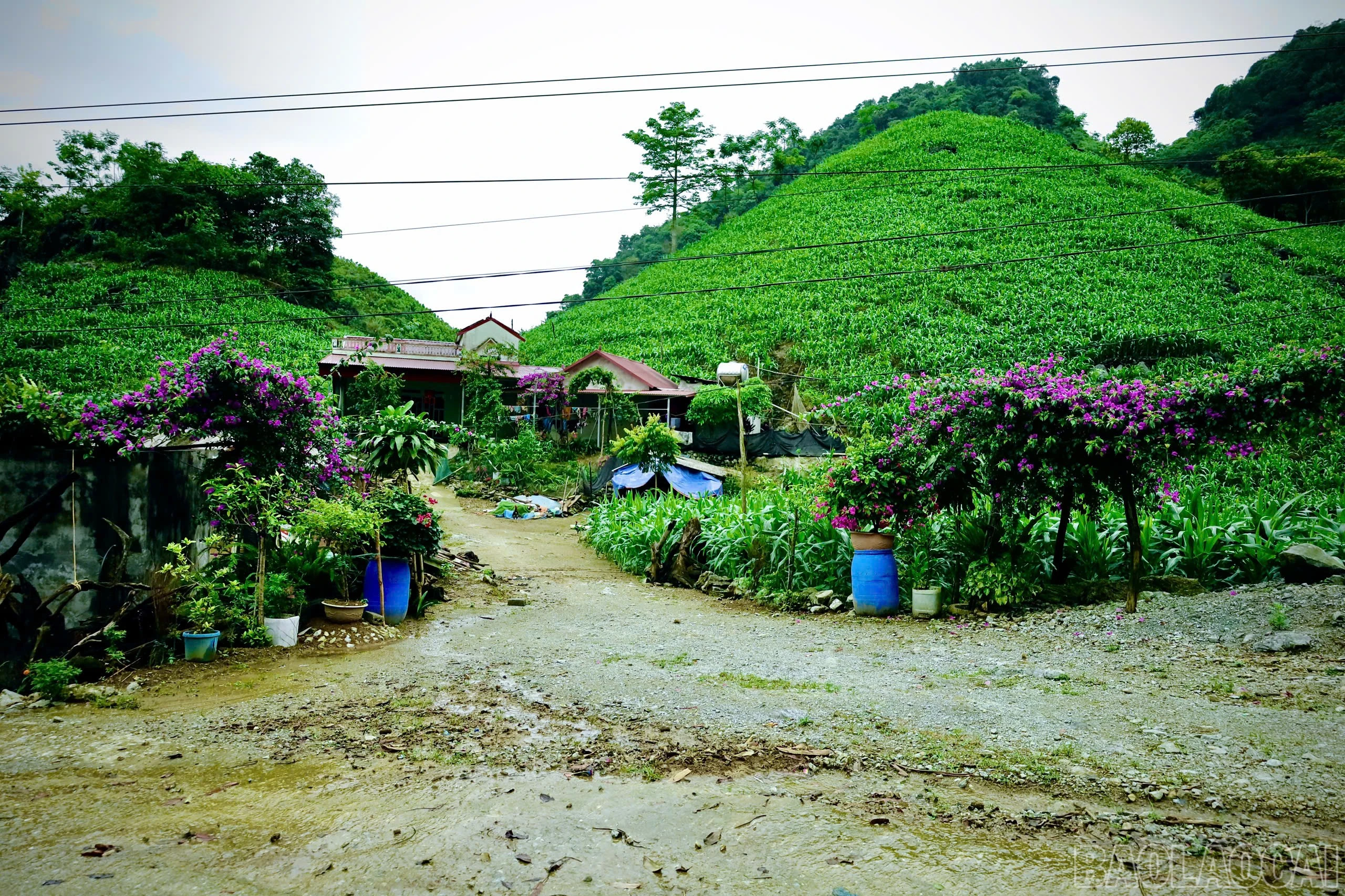 baolaocai-br_z6593562738333-d6bc14f0a4f21fee263dd6fc4a71fb39.jpg