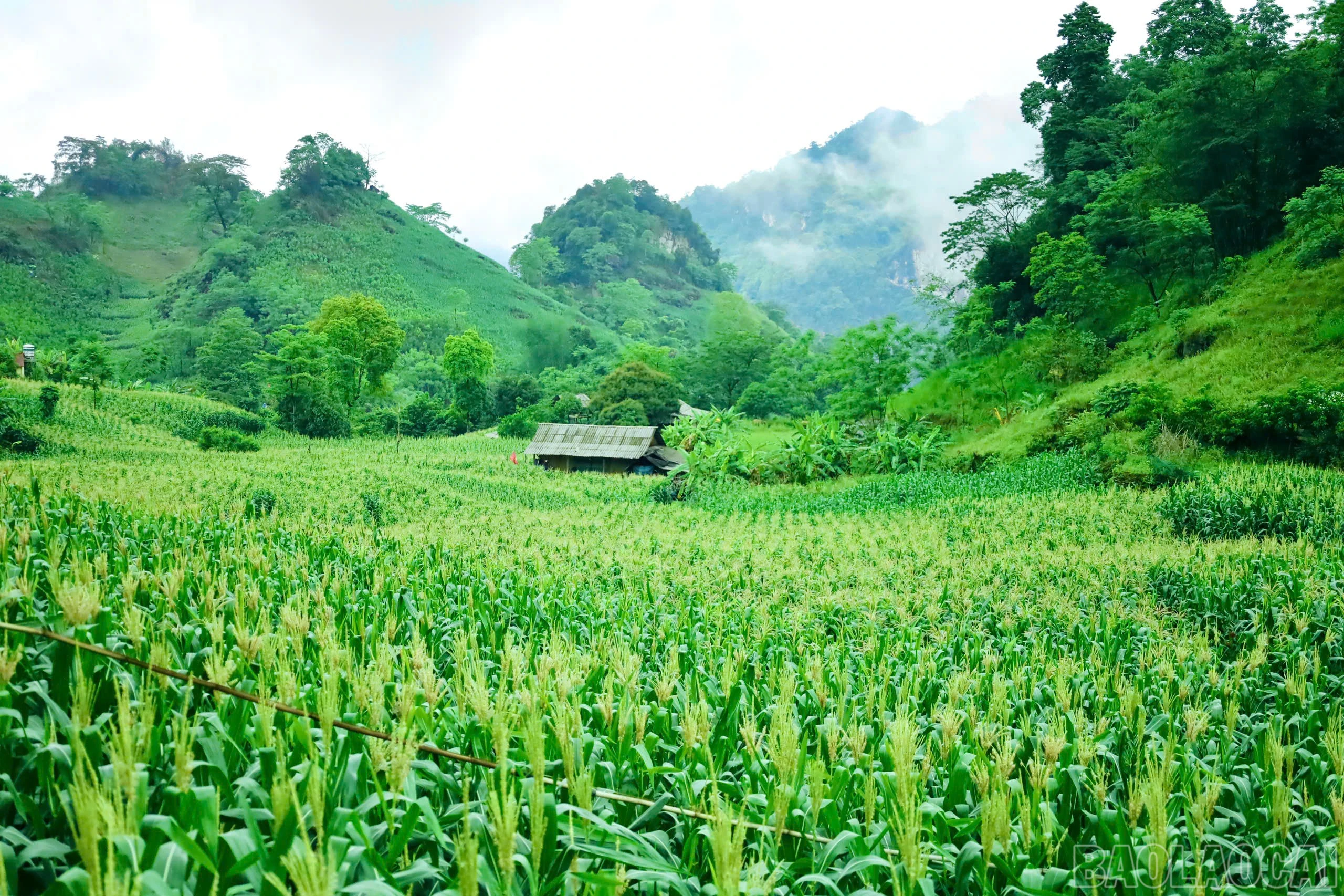 baolaocai-br_z6593562749656-d08ac7f5b61fde243716cfc2fcfcfcef.jpg