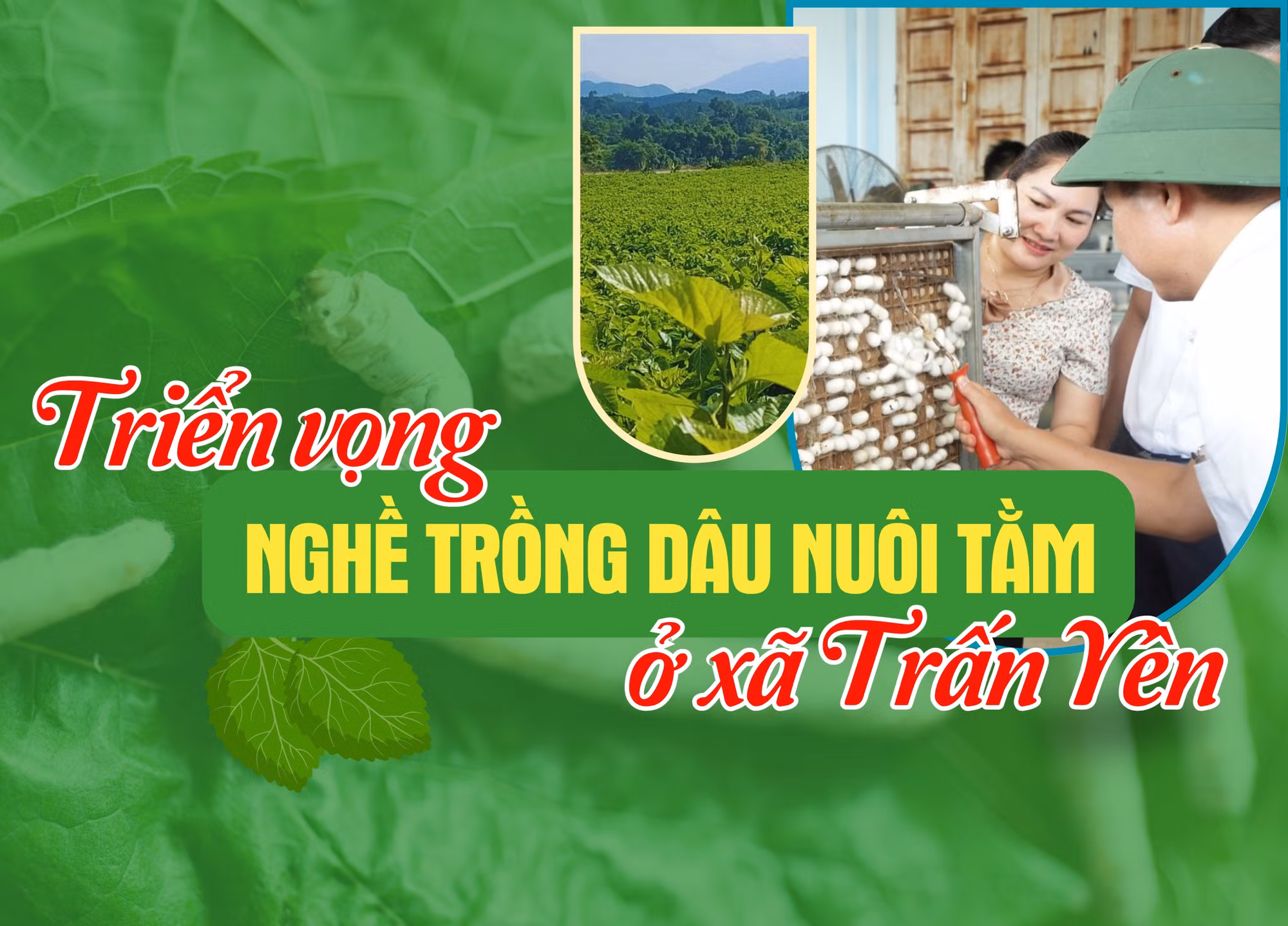 Triển vọng nghề trồng dâu nuôi tằm ở xã Trấn Yên