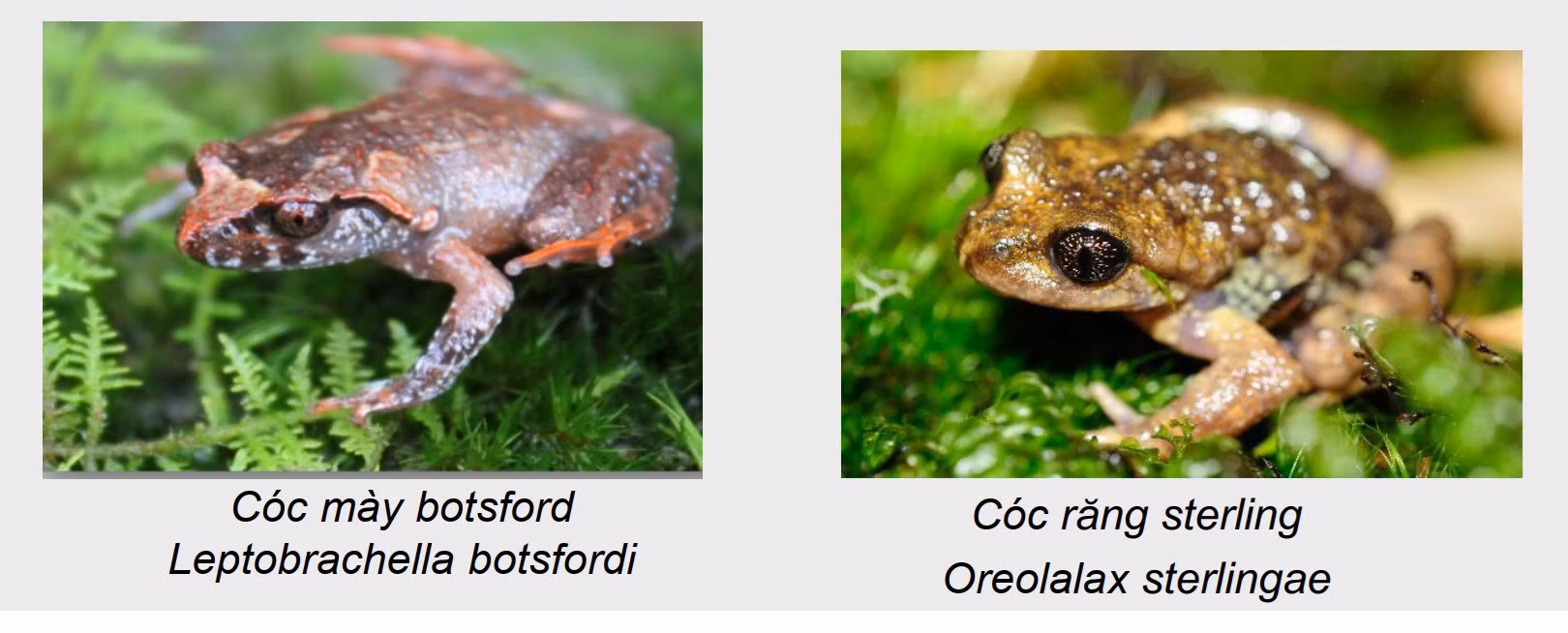 2-loai-coc.jpg