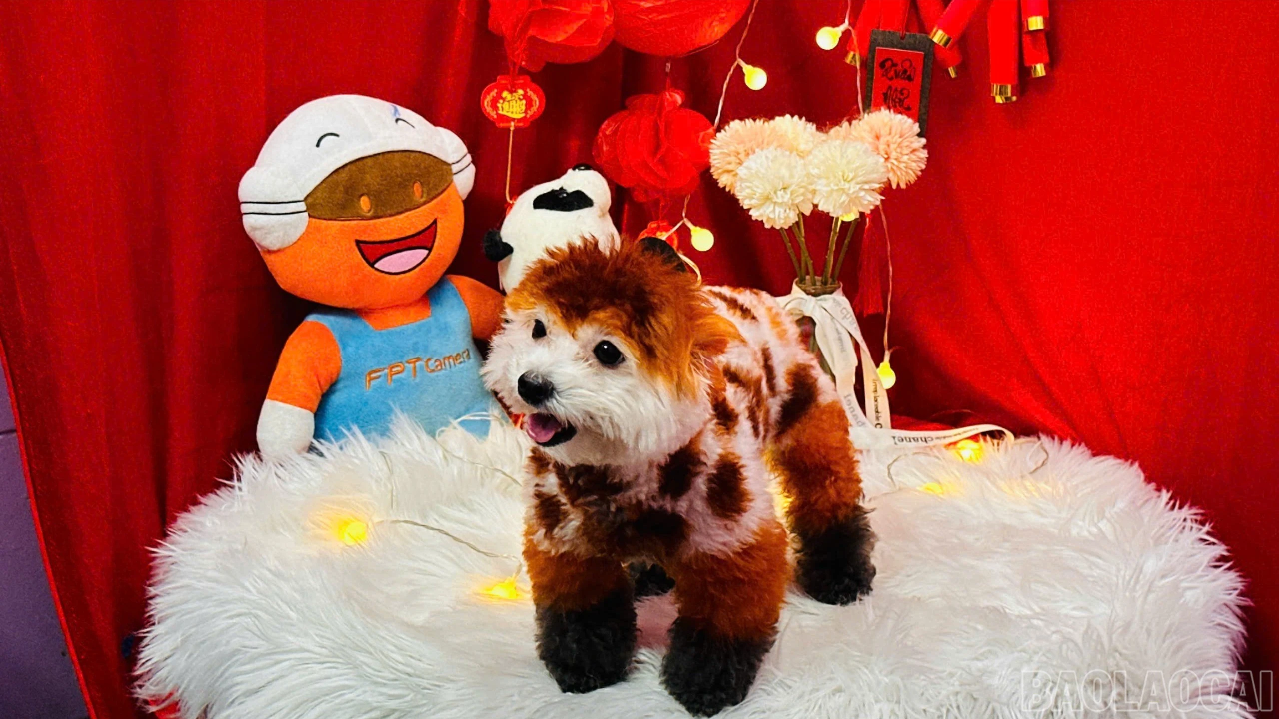 baolaocai-br_z7494813790972-27e3035f120296d0d9eacb61c55662e5-9705.jpg