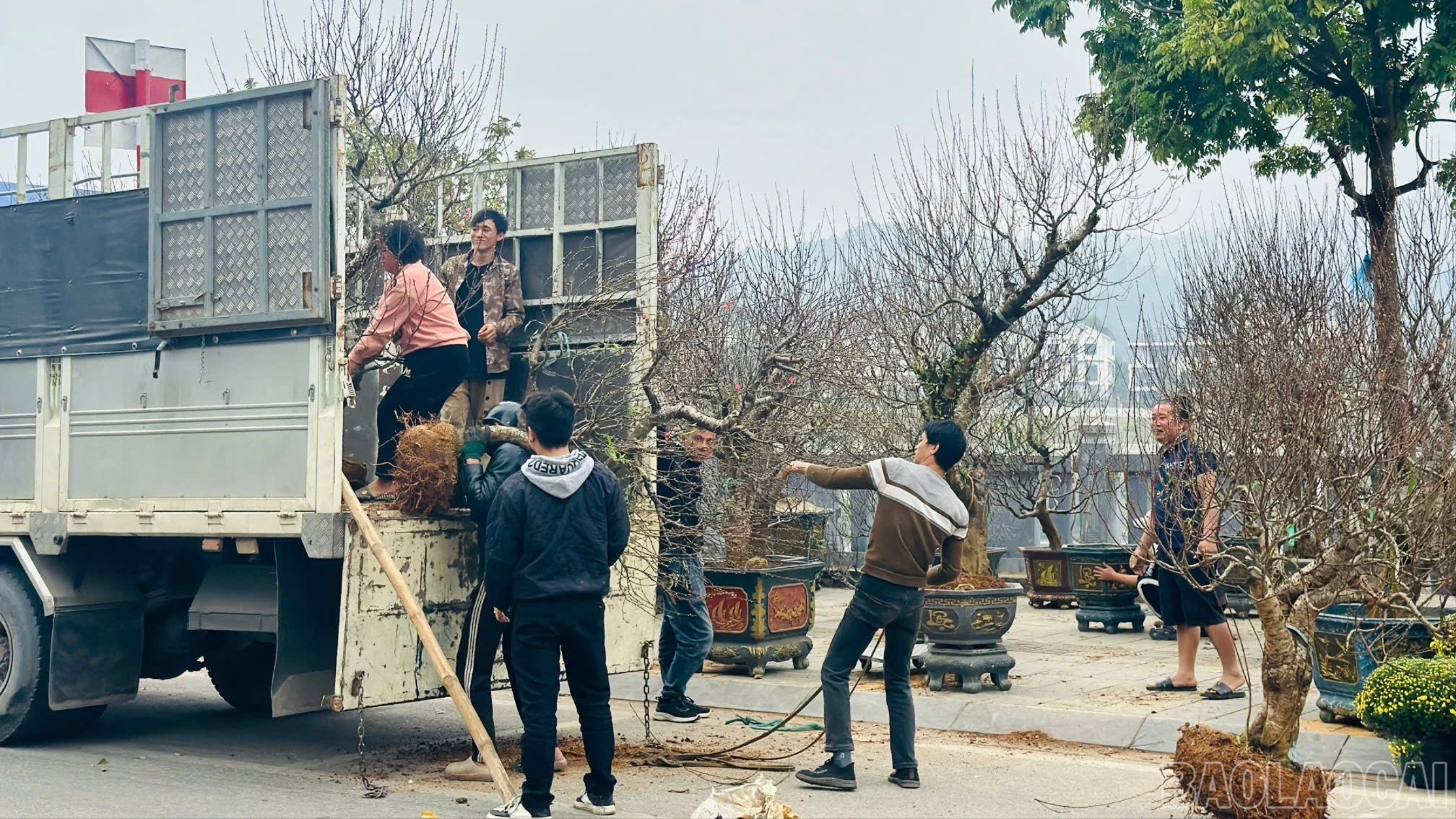 baolaocai-br_z7494813776907-619ea6e58a98d8abf7d0120fde099a08-6439.jpg