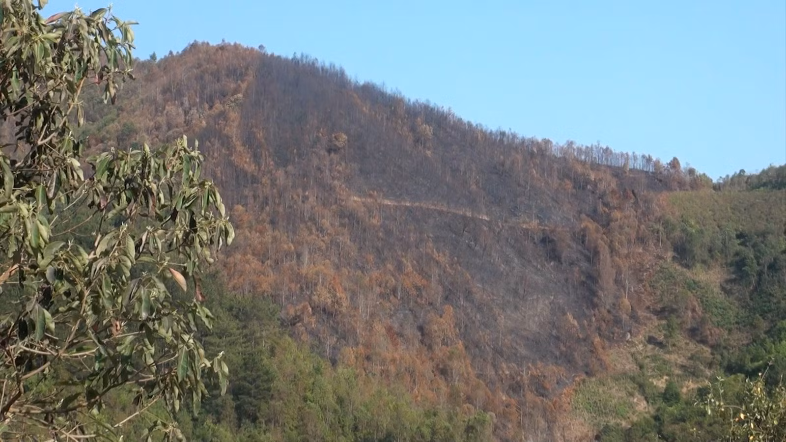 chay-rung-hoang-phu-loa.jpg