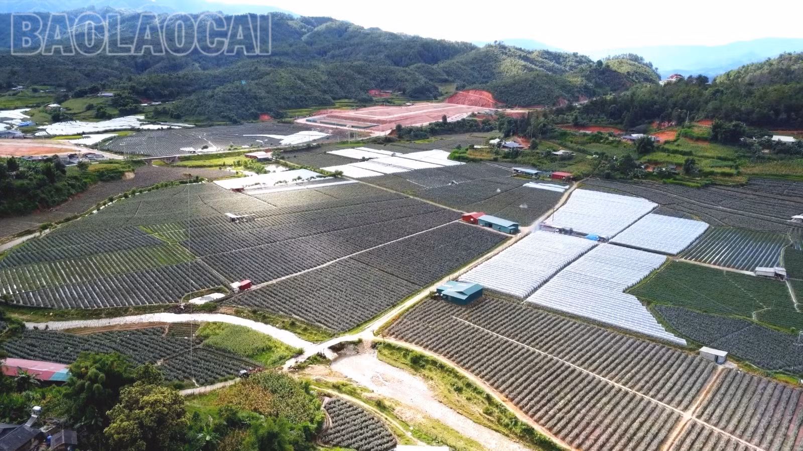 canh-dong-hoa-hong.jpg