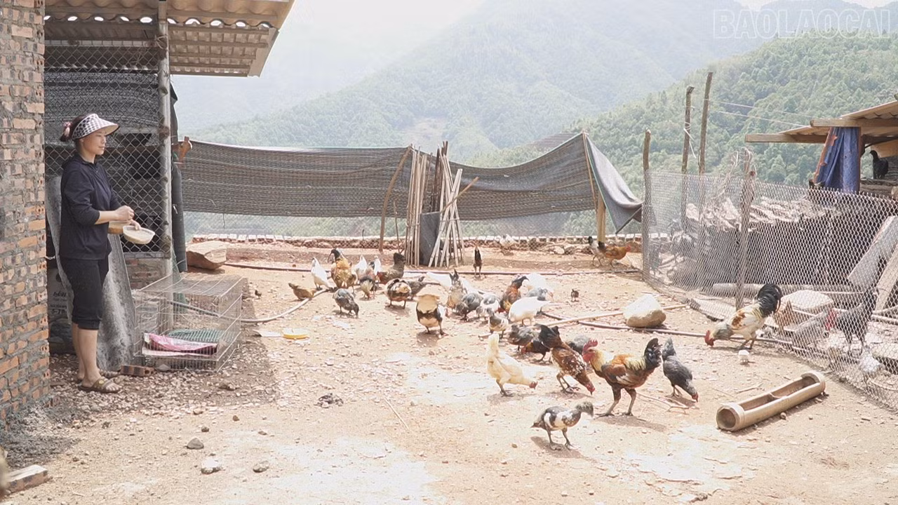 baolaocai-tr_nha-lao-chai-86.jpg