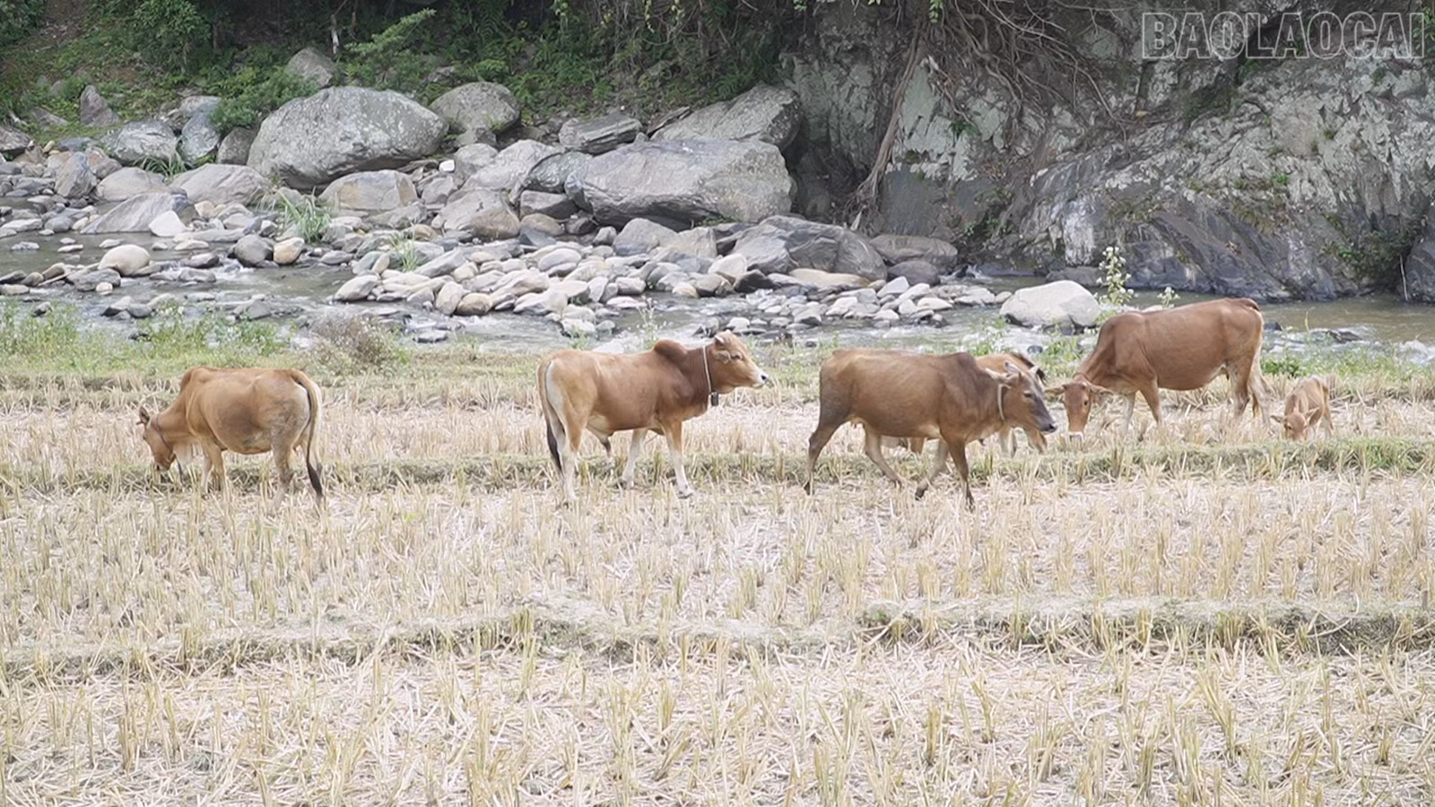 baolaocai-tr_km4.jpg