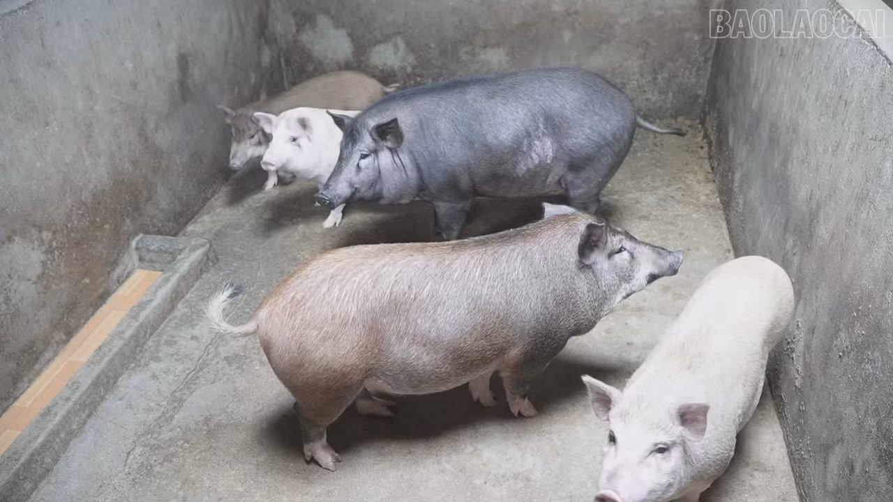 baolaocai-tr_c4393t01.jpg