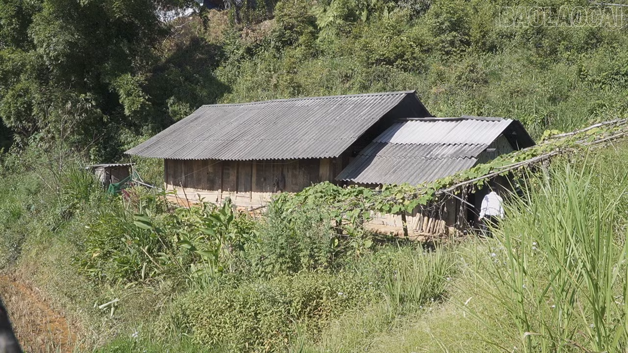 baolaocai-tr_c3447t01.jpg