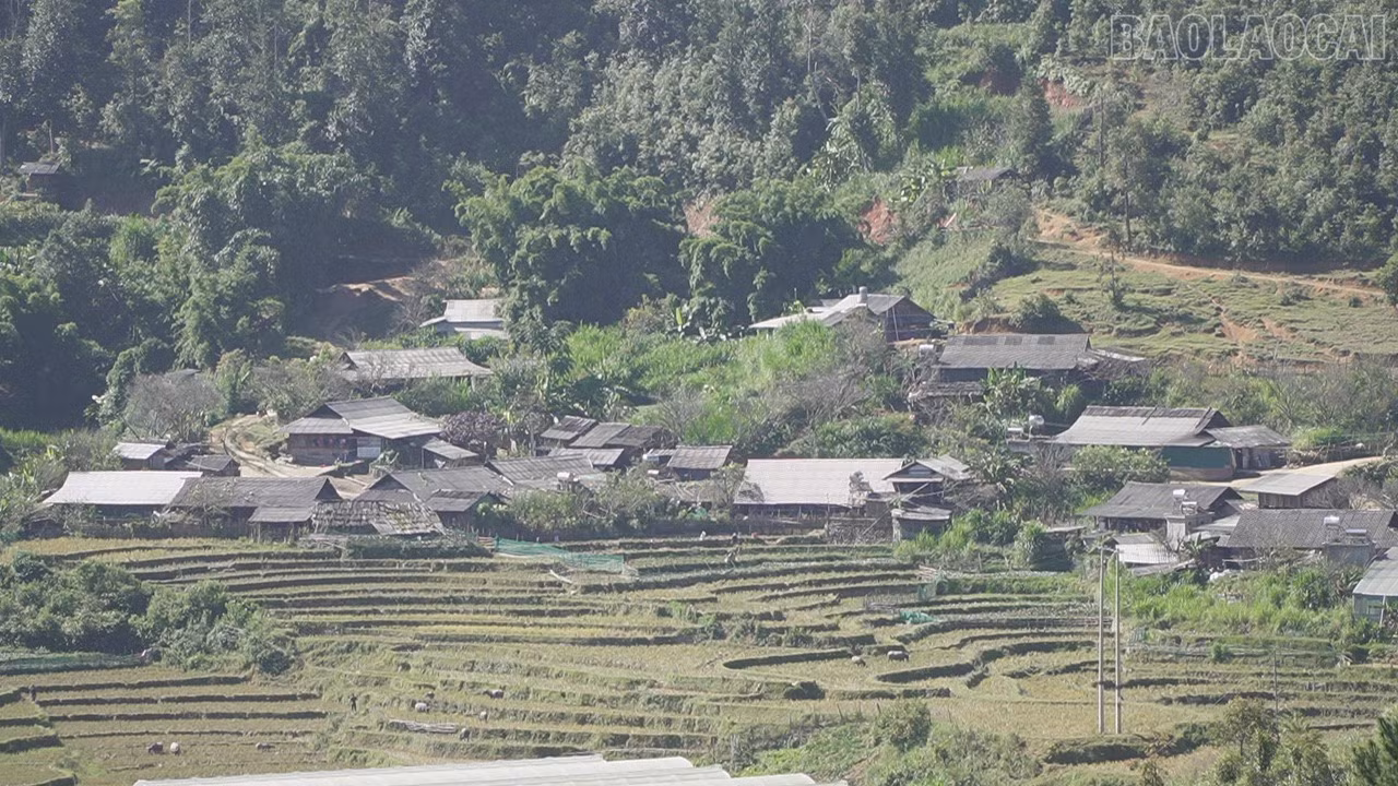 baolaocai-tr_c3498t01.jpg