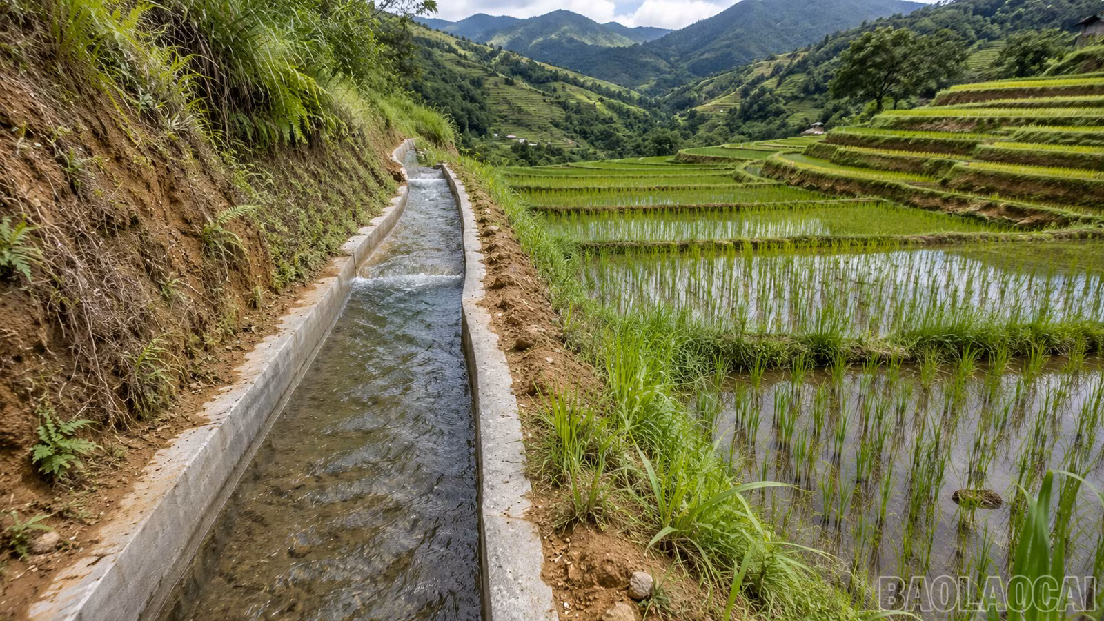 baolaocai-br_chatgpt-image-21-20-24-23-thg-7-2026-9951.png