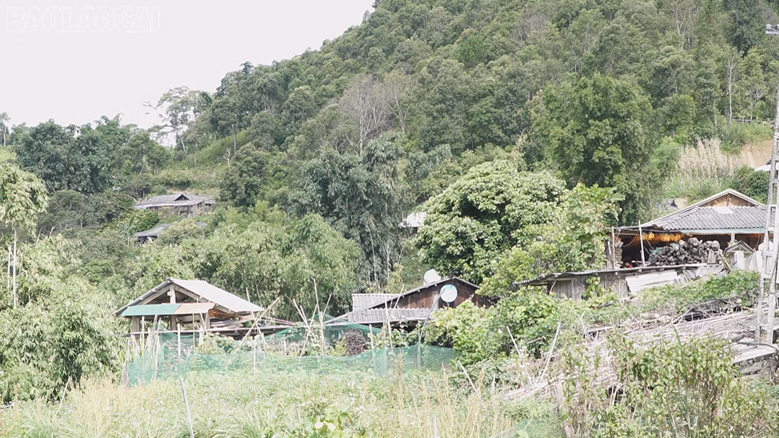 baolaocai-tl_km6.jpg