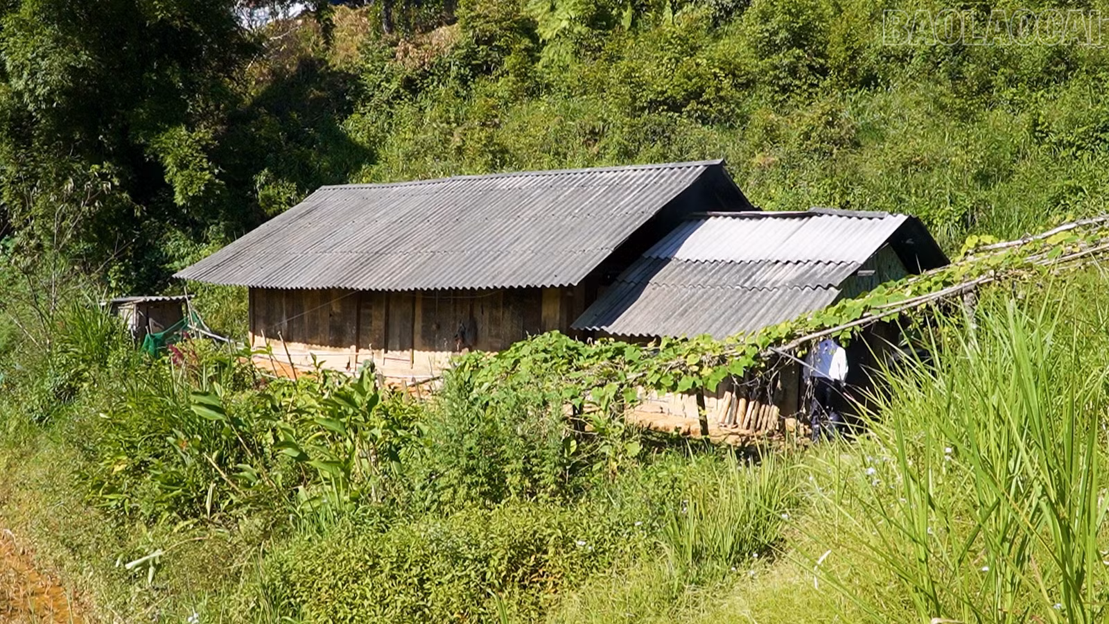baolaocai-tr_pl7.jpg