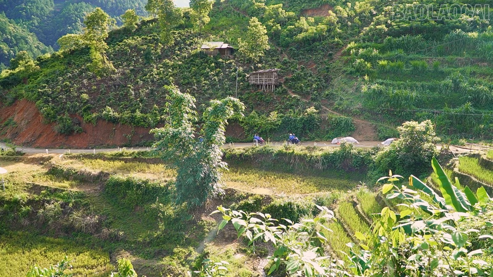 baolaocai-tr_anh-cds1-1373.jpg