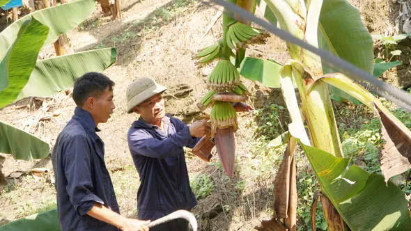Hiệu quả mô hình trồng chuối không sử dụng thuốc bảo vệ thực vật ở Pha Long