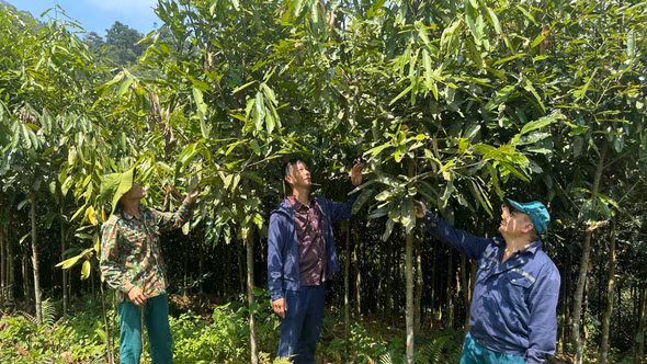 Hướng dẫn nông hộ kỹ thuật phòng trừ sâu hại quế.