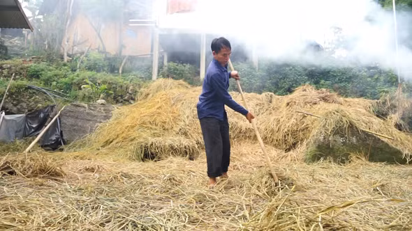 Nông dân vùng cao chủ động dự trữ thức ăn cho gia súc trước mùa đông