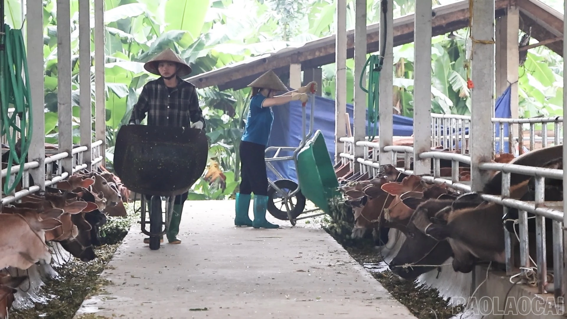 baolaocai-br_bo-lam-thuong-2.jpg
