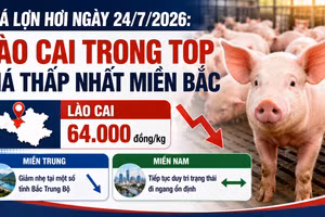 Giá lợn hơi ngày 24/7/2026: Lào Cai trong top giá thấp nhất miền Bắc