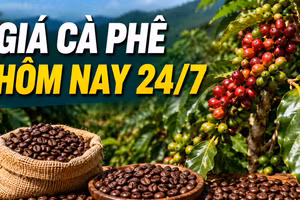 Thị trường cà phê ngày 24/7: Giá trong nước và thế giới đồng loạt bật tăng