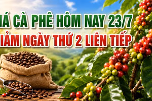 Giá cà phê hôm nay 23/7: Giảm phiên thứ hai liên tiếp, nguyên nhân do đâu?