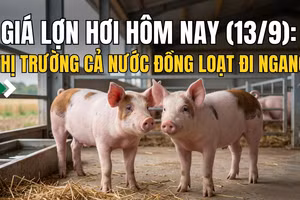 Giá lợn hơi hôm nay (13/9): Thị trường cả nước đồng loạt đi ngang