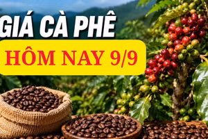 Giá cà phê hôm nay 9/9: Trong nước hạ nhiệt, giá Robusta thế giới bứt phá?
