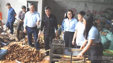 Ngành quế 8 tháng năm 2026: Thị trường nào đang thay thế dần "ngôi vương" châu Á?
